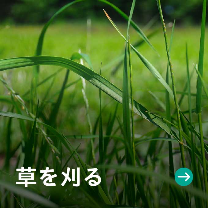 草を刈る