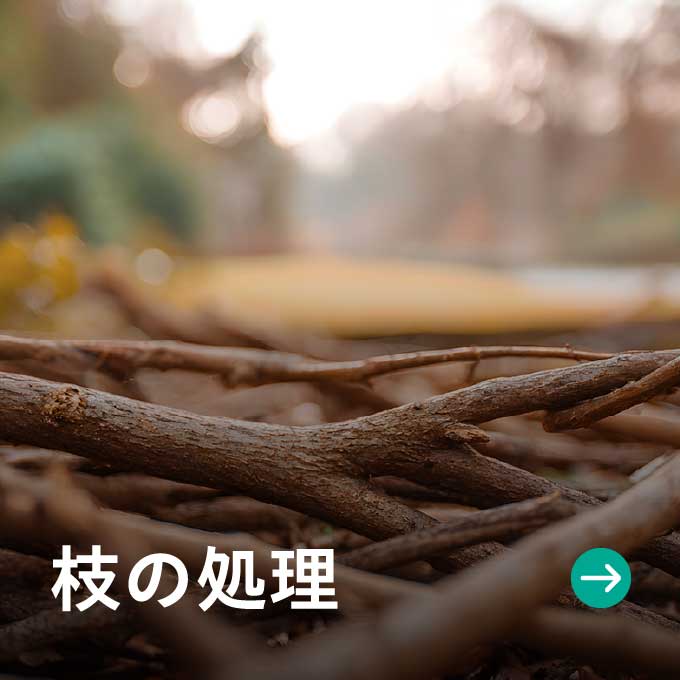 枝の処理